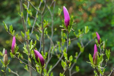 Sabahları manolya çiçeği. Sabah bahçesi. Erken bahar çiçekleri. Çiçekli çalılar. Magnolia otu.