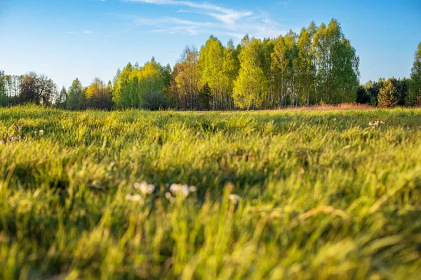 Arkasında Orman Olan Bir Çayır Polonya Kırsalında Bahar Yeşil Manzara — Stok fotoğraf