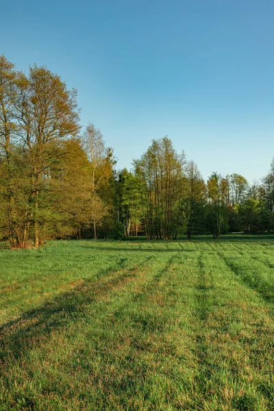 Arkasında Orman Olan Yeşil Çayır Polonya Mazovia Kırsalda Bir Akşam — Stok fotoğraf