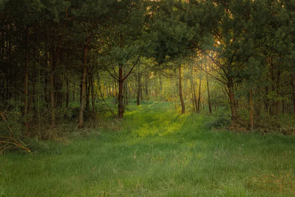 Prado Verde Com Uma Floresta Fundo Polónia Mazóvia Boa Noite — Fotografia de Stock