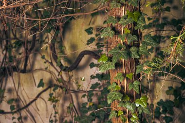 Ivy eski duvarın altında. Tırmanma bitkilerinin dalları. Eski bahçe. Gizemli manzaralar.