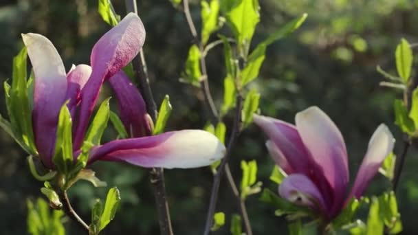 Flor Magnolia Mañana Primavera — Vídeo de stock