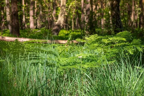 Eğreltiotları Otlar Orman Zemininde Işık Var Kuzey Avrupa Manzarası Polonya — Stok fotoğraf