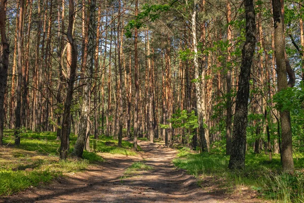 Güneşli Bir Yaz Gününde Çam Ormanı Forest Yolu Kuzey Avrupa — Stok fotoğraf