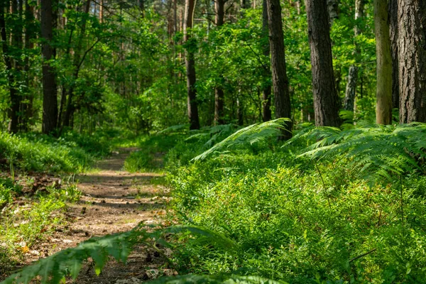 Fougères Herbes Lumière Dans Sol Forestier Paysage Nord Europe Pologne — Photo