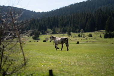 Güzel atlar huzur içinde otluyor Doğada.