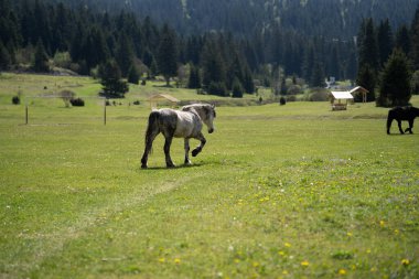 Vahşi atlar açık arazide güneşli bir günün tadını çıkarıyorlar.