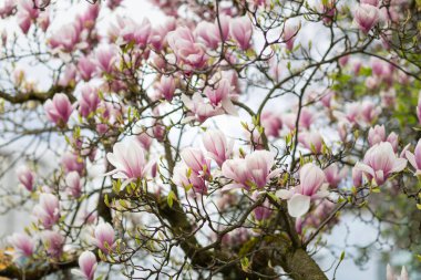 Bahar bulutlu bir günde çiçek açan pembe manolya dalları. Seçici odak, alt görünüm.