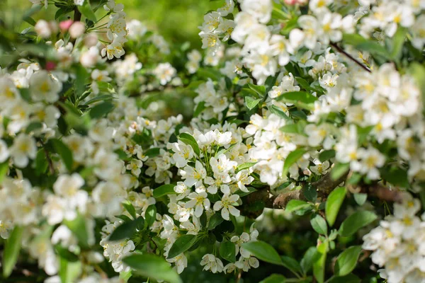 晴れた日にはリンゴの木の花が咲く サイドビュー 選択フォーカス — ストック写真