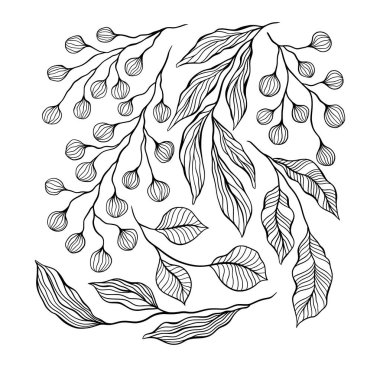 Soyut Hassas Çizgi Sanat Yaprakları ve Böğürtlenler, El Çizimi Botanik Siyah ve Beyaz İnce Çizgi Sanatı, Karmaşık Ayrıntılar Ayrıntılı Vektör Kümesi