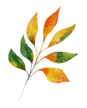 Sulu Sonbahar Yaprağı İzole Edilmiş Sonbahar Tasarımı Şeffaf Arkaplanda Sarı, Turuncu ve Yeşil Renkli Şube Elementi Bırakıyor