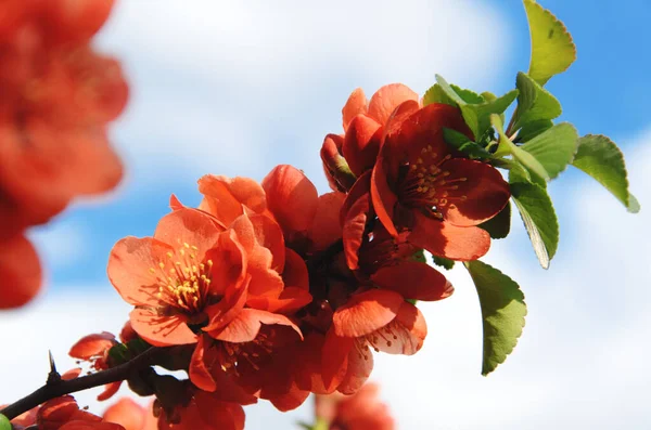チェノメレス ジャポニカ 白い雲が立ち並ぶ青空に 日本の秋の花を咲かせます シドニアの春の花 晴れた日にモールの王子を開花させます 閉鎖だ 選択的焦点 — ストック写真