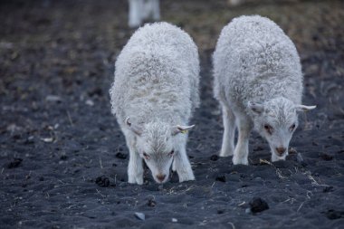 Dağ Çayırında İzlanda Koyun Otlağı, Saf ve Temiz Doğada Evcil Hayvanlar Grubu. Güzel İzlanda Dağları. Ekolojik olarak Temiz Kuzu eti ve Yün Üretimi.