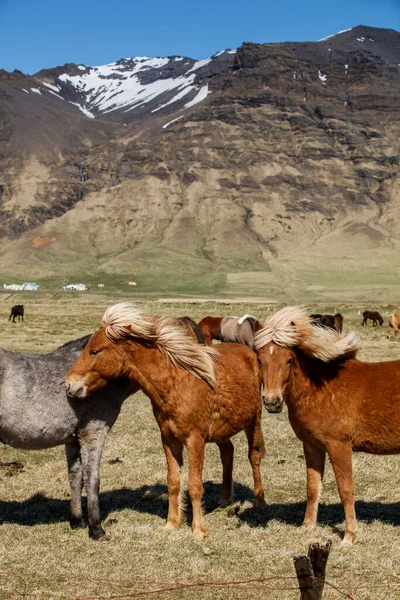 stock image Icelandic horses. The Icelandic horse is a breed of horse developed in Iceland. Although the horses are small, at times pony-sized, most registries for the Icelandic refer to it as a horse.