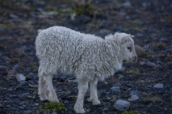 山の牧草地でのアイスランドの羊の放牧 純粋な明確な自然の中での家畜のグループ 美しいアイスランドの高地 生態学的にきれいな子羊の肉とウールの生産 — ストック写真