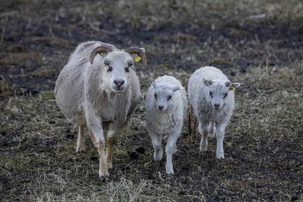 山の牧草地でのアイスランドの羊の放牧 純粋な明確な自然の中での家畜のグループ 美しいアイスランドの高地 生態学的にきれいな子羊の肉とウールの生産 — ストック写真