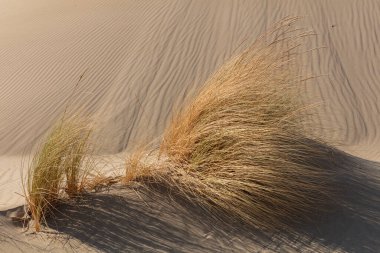 Patara plajı Türkiye 'de ünlü bir turizm merkezi ve doğal varış yeridir. Turuncu kum tepelerinin ve tepelerin görkemli manzarası ılık günbatımının ışınlarında parlıyor..