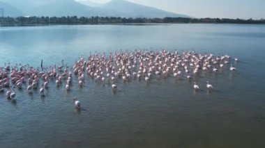 Güzel pembe flamingolar, 4K, Türkiye, İzmir..