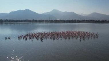 Güzel pembe flamingolar, 4K, Türkiye, İzmir..