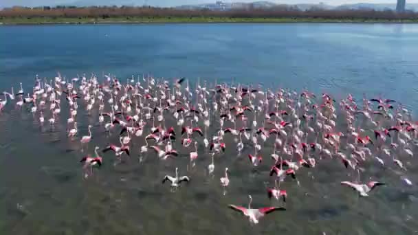 Прекрасні Рожеві Фламінго Туреччина Ізмір — стокове відео