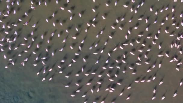 美丽的粉色火烈鸟 土耳其 伊兹密尔 — 图库视频影像