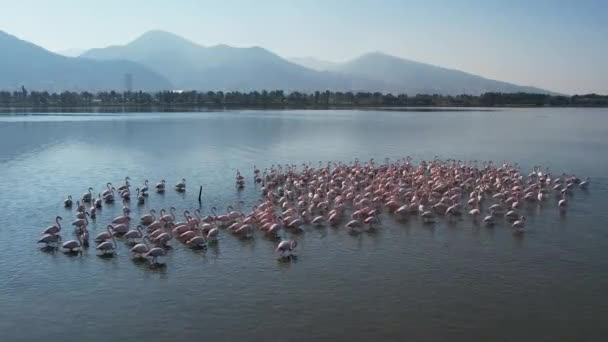 Mooie Roze Flamingo Turkije Izmir — Stockvideo