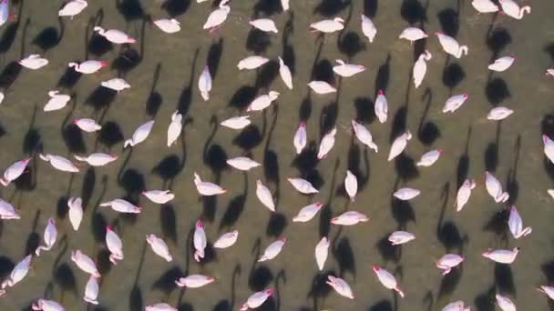 美丽的粉色火烈鸟 土耳其 伊兹密尔 — 图库视频影像