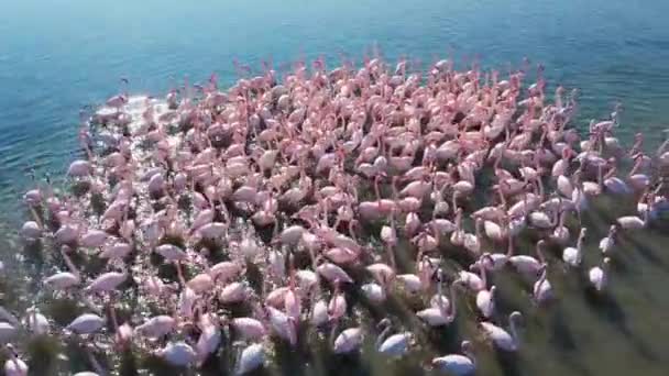 Bellissimi Fenicotteri Rosa Turchia Izmir — Video Stock