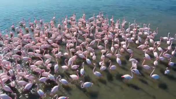 美しいピンクフラミンゴ トルコ イズミル — ストック動画