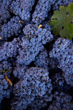 Napa 'da olgun Cabernet Sauvignon üzümleri ve tek bir sonbahar yaprağı. Napa Valley şarap ülkesinde sonbahar. Sarmaşıktan sarkan kırmızı şarap demetlerini kapatın, hasat için hazır olun..