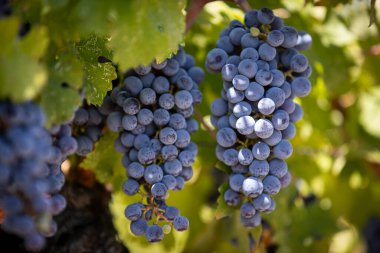 Napa 'da olgun Cabernet Sauvignon üzümleri ve tek bir sonbahar yaprağı. Napa Valley şarap ülkesinde sonbahar. Sarmaşıktan sarkan kırmızı şarap demetlerini kapatın, hasat için hazır olun..