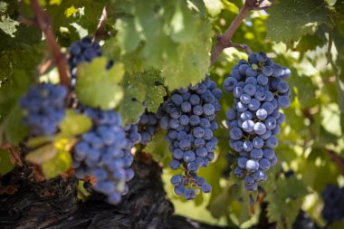 Napa 'da olgun Cabernet Sauvignon üzümleri ve tek bir sonbahar yaprağı. Napa Valley şarap ülkesinde sonbahar. Sarmaşıktan sarkan kırmızı şarap demetlerini kapatın, hasat için hazır olun..