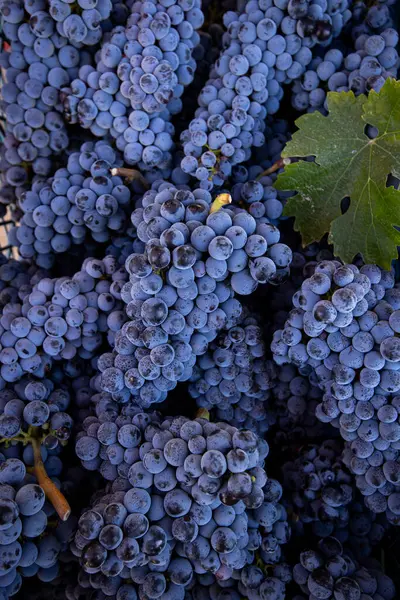 Napa 'da olgun Cabernet Sauvignon üzümleri ve tek bir sonbahar yaprağı. Napa Valley şarap ülkesinde sonbahar. Sarmaşıktan sarkan kırmızı şarap demetlerini kapatın, hasat için hazır olun..