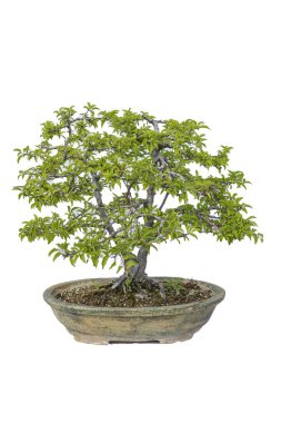 Pine Juniper bonzai. Türkiye, İzmir