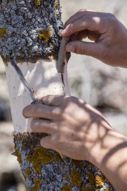 Antep fıstığı ağacını, bitki aşısını ve bitki bakımını bahçeye yakın plan yerleştirin.