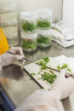 Laboratuvarda genetik deneyler yapılıyor..