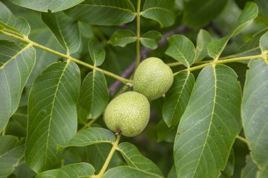 Kanayan kanser hastalığı olan at kestanesi yaprakları.