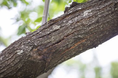 Kanayan kanser hastalığı olan at kestanesi yaprakları.