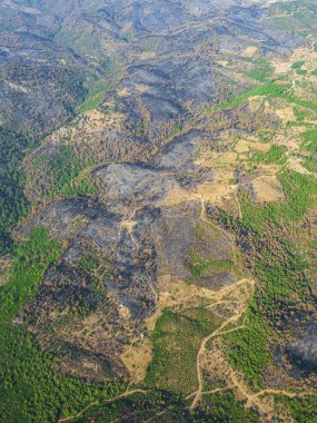 Orman yangınından sonra yeniden büyüyen orman ağaçlarının havadan görünüşü. Türkiye, İzmir
