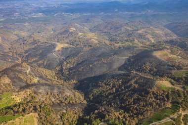 Orman yangınından sonra yeniden büyüyen orman ağaçlarının havadan görünüşü. Türkiye, İzmir