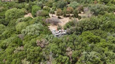 Aydın 'ın Kocarli kentinde Antik Amyzon Kalıntıları Duvarı