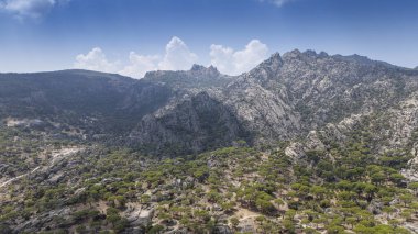 Engebeli bir dağ manzarasında Çam ağaçlarının havadan görünüşü 