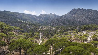 Engebeli bir dağ manzarasında Çam ağaçlarının havadan görünüşü 