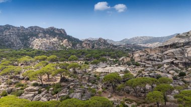 Engebeli bir dağ manzarasında Çam ağaçlarının havadan görünüşü 
