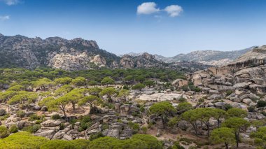 Engebeli bir dağ manzarasında Çam ağaçlarının havadan görünüşü 