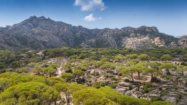 Engebeli bir dağ manzarasında Çam ağaçlarının havadan görünüşü 