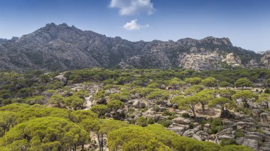 Engebeli bir dağ manzarasında Çam ağaçlarının havadan görünüşü 