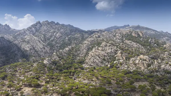 Engebeli bir dağ manzarasında Çam ağaçlarının havadan görünüşü 