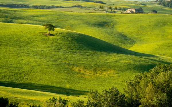 Toskana 'da sabah, sis, Gladyatör yolu, vadi, tepeler, selvi, yeşillik, çimen, gün doğumu
