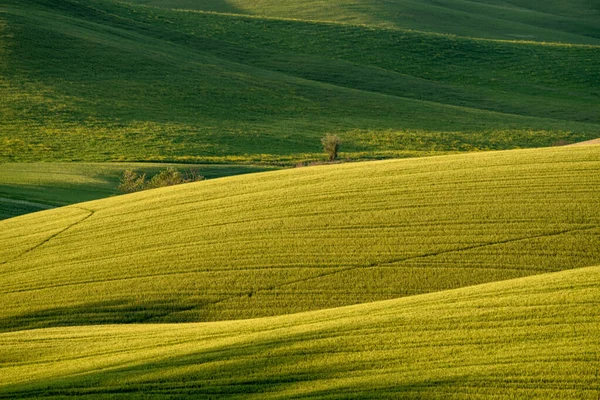 Morning Tuscany Fog Gladiator Road Valley Hills Cypress Greenery Grass — Stock Photo, Image
